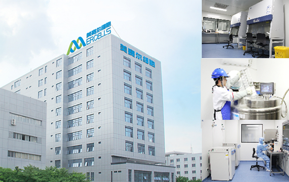 广东美赛尔细胞生物科技有限公司